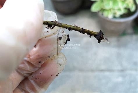 芙蓉 插枝|芙蓉菊怎麼繁殖，播種、扦插、壓條都可以